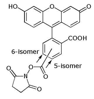 5(6)-Carboxyfluorescein NHS ester ~(5(6)-FAM SE), mixed isomers 