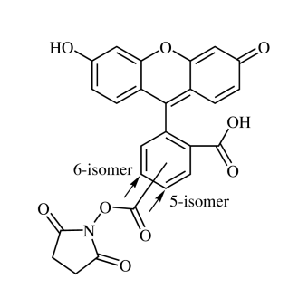 5/6-Carboxyfluorescein NHS ester, mixed isomers (5/6-FAM-SE) 