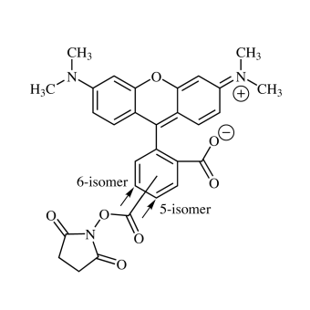 5/6-Carboxytetramethylrhodamine NHS ester, mixed isomers (5/6-TAMRA-SE) 