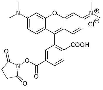 6-Carboxytetramethylrhodamine NHS ester (6-TAMRA SE), ~single isomer 