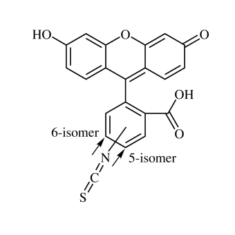 Fluorescein-5/6-isothiocyanate (5/6-FITC) 