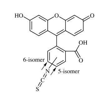 Fluorescein-5/6-isothiocyanate (5/6-FITC) 